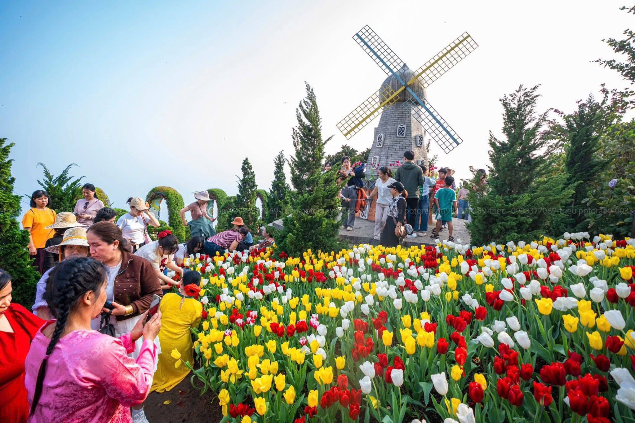 Check-in Hoa Tulip Núi Bà Đen - Thuê Xe Đi Trong Ngày Giá Rẻ