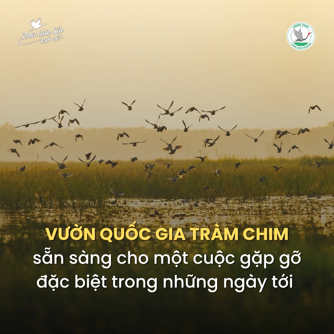 Thuê xe Cần Thơ đi Tràm Chim Đồng Tháp - Đặt ngay ưu đãi!